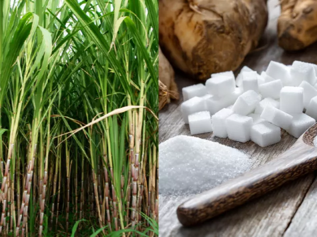 What is sugar | World Sugar Research Organisation